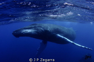 humpback male swim-by... by J P Zegarra 